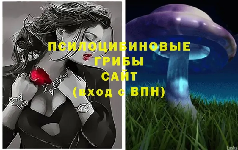 цены наркотик  Ижевск  Псилоцибиновые грибы Psilocybine cubensis 